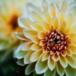 Gallery 3 - Photo of a flower